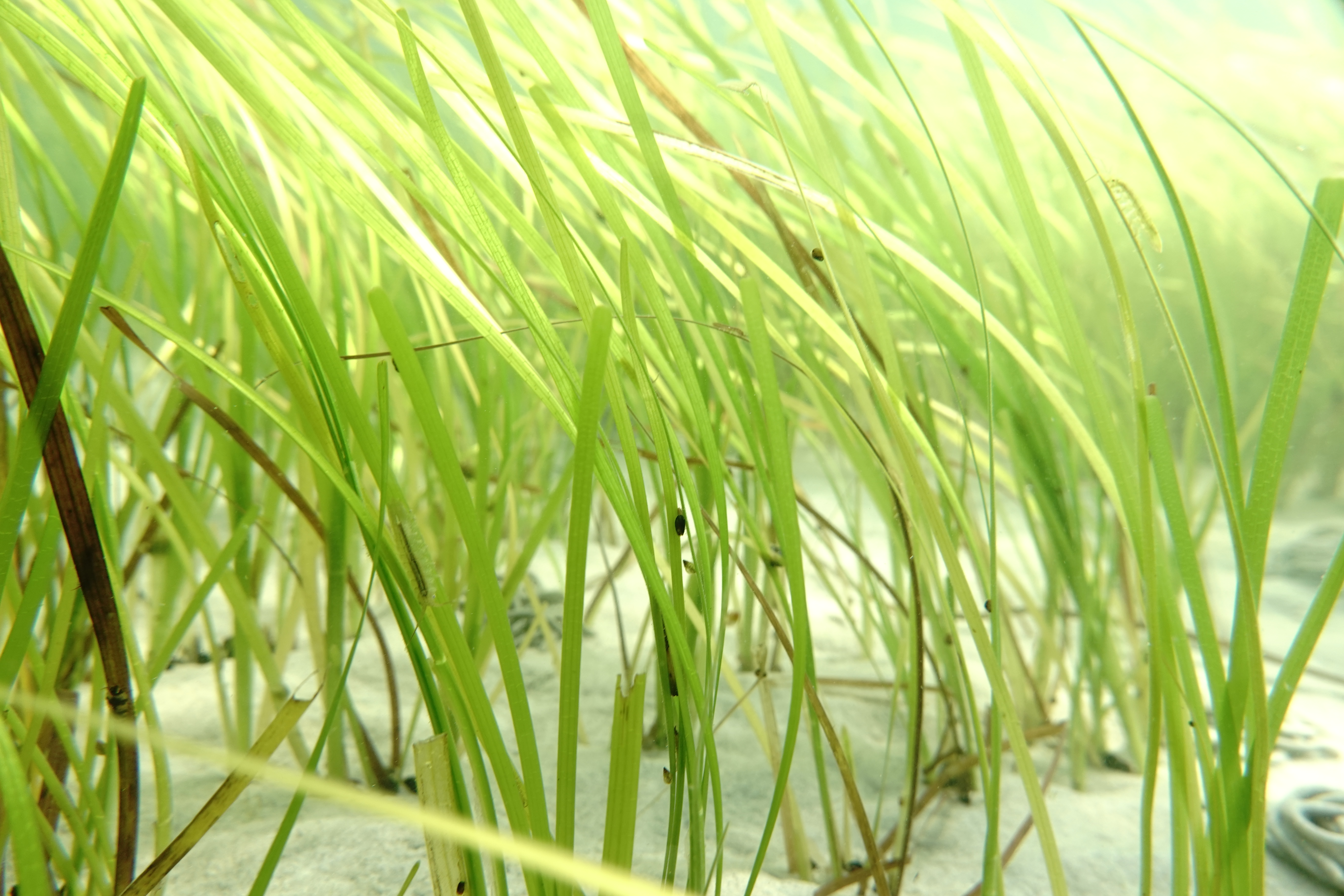 Close-up of healthy eelgrass blades underwater